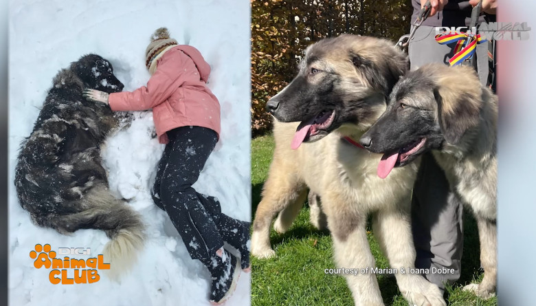 Digi Animal Club CARPATIN DOBRE 14