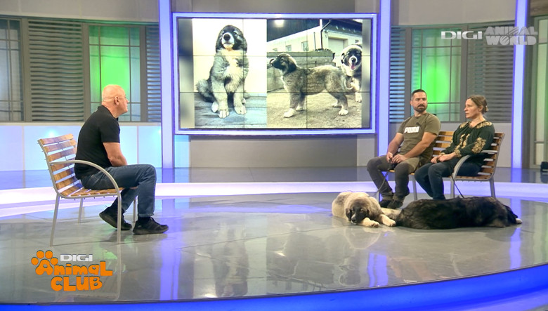 Digi Animal Club CARPATIN DOBRE