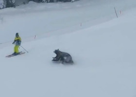 Momentul când trei urși au apărut pe o pârtie de schi/ Foto: Captură video