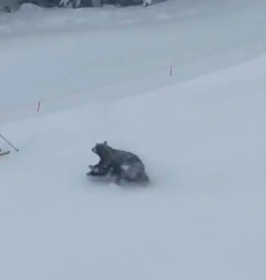 Momentul când trei urși au apărut pe o pârtie de schi/ Foto: Captură video