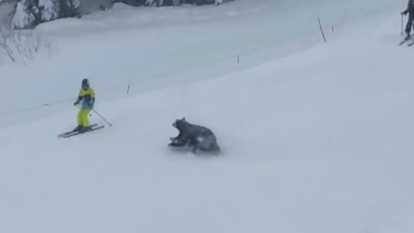 Momentul când trei urși au apărut pe o pârtie de schi. Țipetele turiștilor au cuprins întreaga zonă