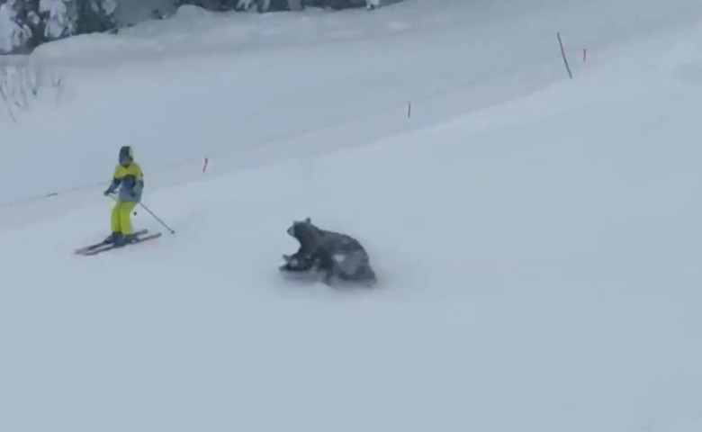 Momentul c&acirc;nd trei urși au ap&abreve;rut pe o p&acirc;rtie de schi&sol; Foto&colon; Captur&abreve; video