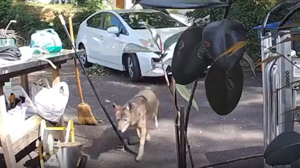 Momentul când un băiețel de doar trei ani e urmărit de un coiot uriaș, chiar în fața casei: „Nu am crezut până nu am văzut filmarea”