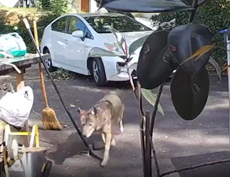 Momentul când un băiețel de doar trei ani e urmărit de un coiot uriaș/ Captură video