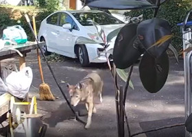 Momentul când un băiețel de doar trei ani e urmărit de un coiot uriaș/ Captură video