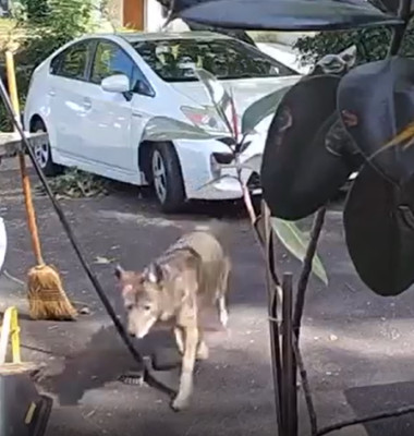 Momentul când un băiețel de doar trei ani e urmărit de un coiot uriaș/ Captură video