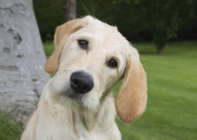 Motivul pentru care câinii își înclină capul când vorbești cu ei/ Profimedia