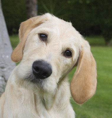 Motivul pentru care câinii își înclină capul când vorbești cu ei/ Profimedia