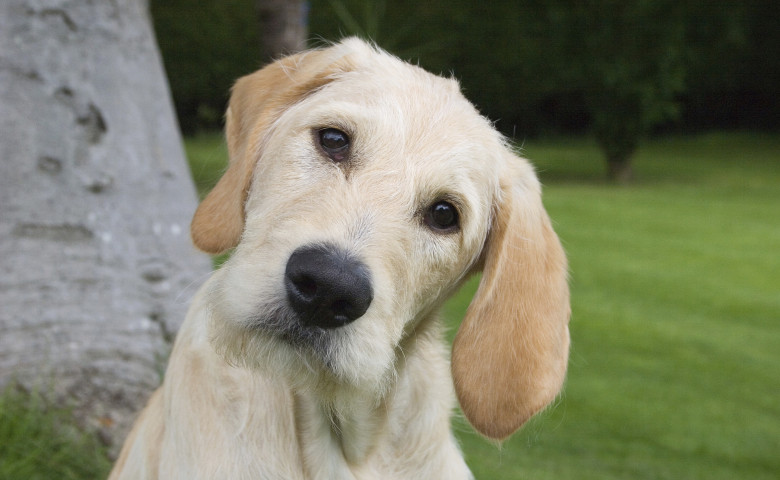 Motivul pentru care c&acirc;inii &icirc;și &icirc;nclin&abreve; capul c&acirc;nd vorbești cu ei&sol; Profimedia