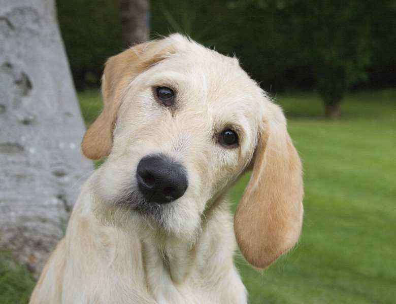 Motivul pentru care câinii își înclină capul când vorbești cu ei/ Profimedia