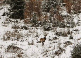 Capre negre şi un urs, surprinse în imagini pe culmile înzăpezite ale Masivului Giumalău/ Foto: Facebook