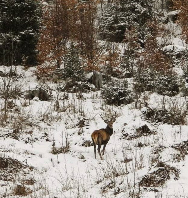 Capre negre şi un urs, surprinse în imagini pe culmile înzăpezite ale Masivului Giumalău/ Foto: Facebook