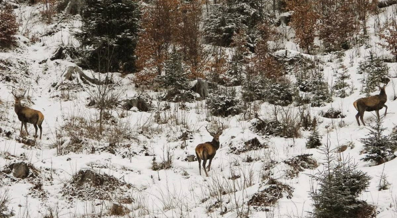 Capre negre şi un urs, surprinse în imagini pe culmile înzăpezite ale Masivului Giumalău/ Foto: Facebook