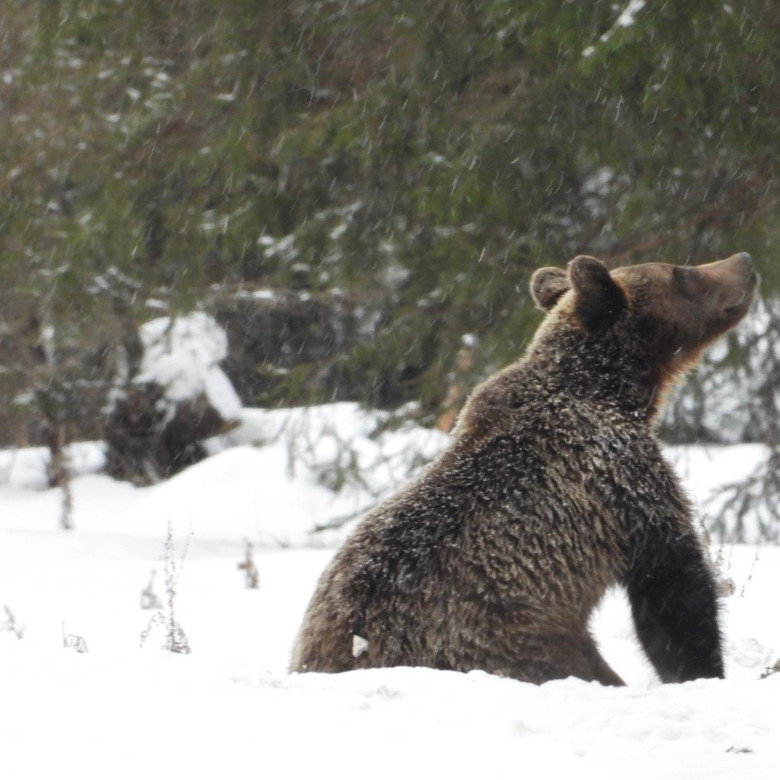 Capre negre şi un urs, surprinse în imagini pe culmile înzăpezite ale Masivului Giumalău/ Foto: Facebook