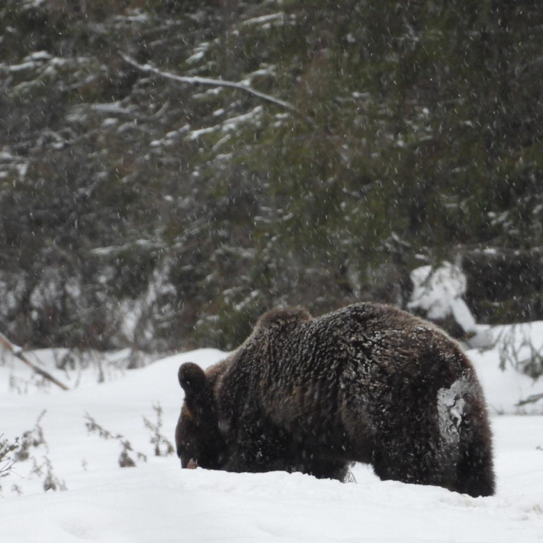Capre negre şi un urs, surprinse în imagini pe culmile înzăpezite ale Masivului Giumalău/ Foto: Facebook