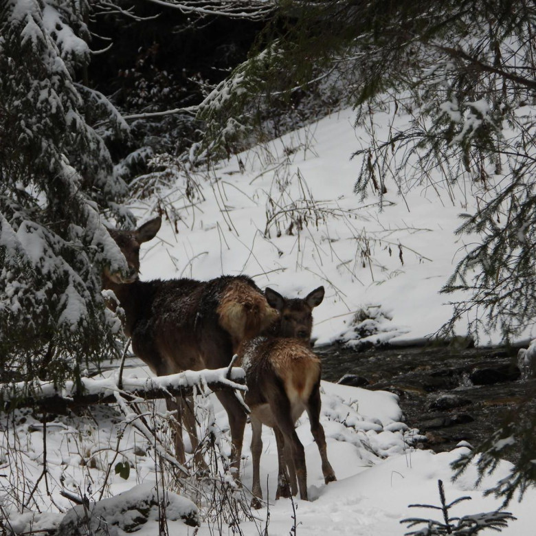Capre negre şi un urs, surprinse în imagini pe culmile înzăpezite ale Masivului Giumalău/ Foto: Facebook
