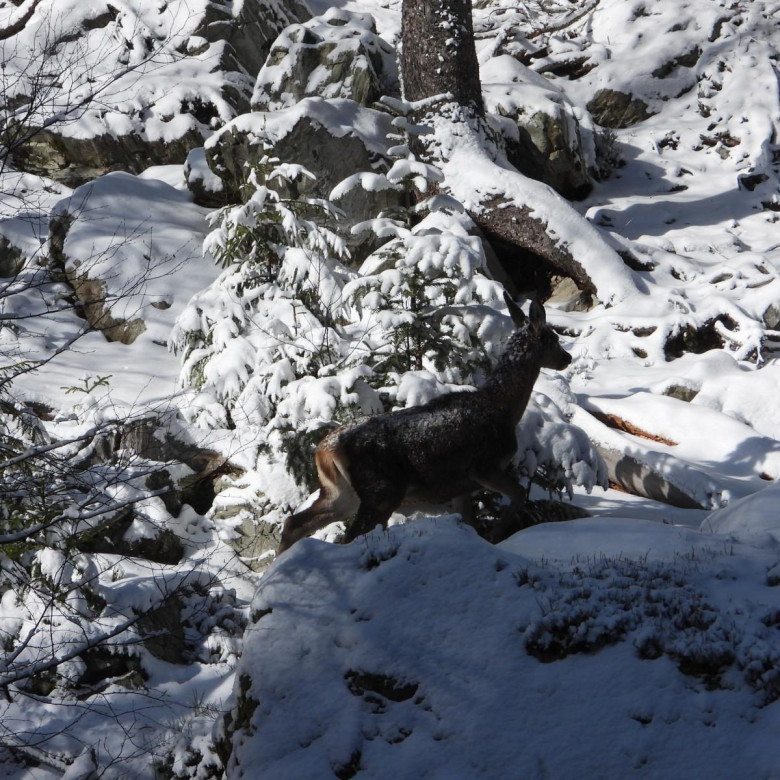 Capre negre şi un urs, surprinse în imagini pe culmile înzăpezite ale Masivului Giumalău/ Foto: Facebook
