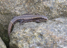 Șopârlă/ Profimedia