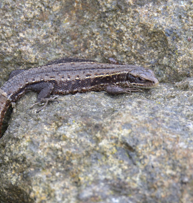 Șopârlă/ Profimedia