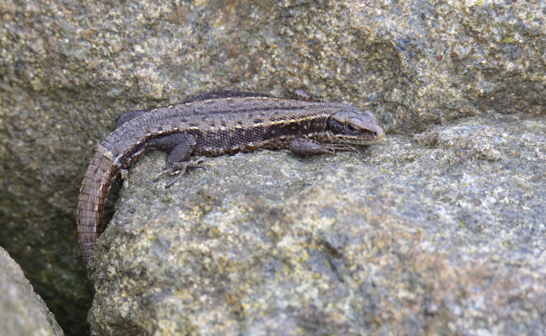 Șop&acirc;rl&abreve;&sol; Profimedia