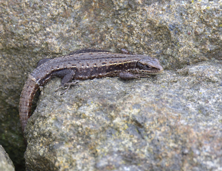 Șopârlă/ Profimedia