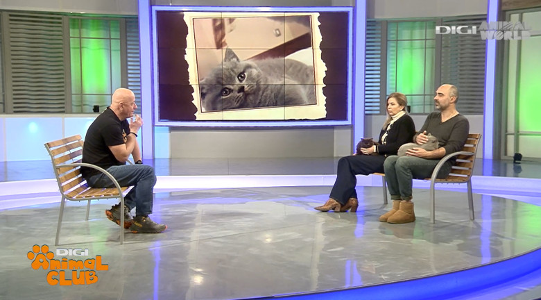 Digi Animal Club British Dumitriu - Pisicile mame 2