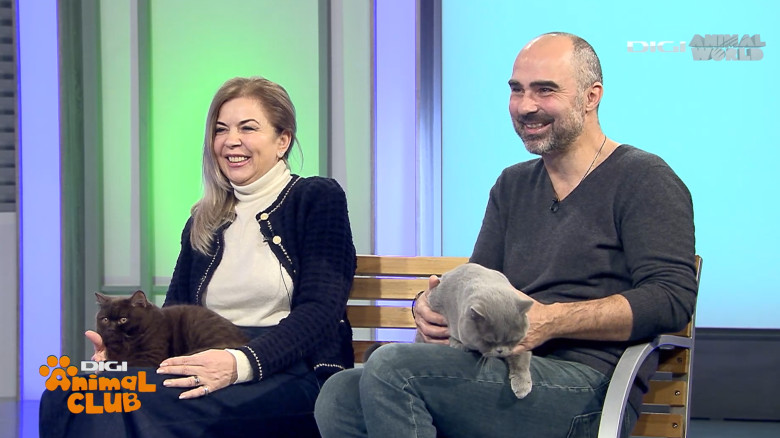 Digi Animal Club British Dumitriu - Pisicile mame 1