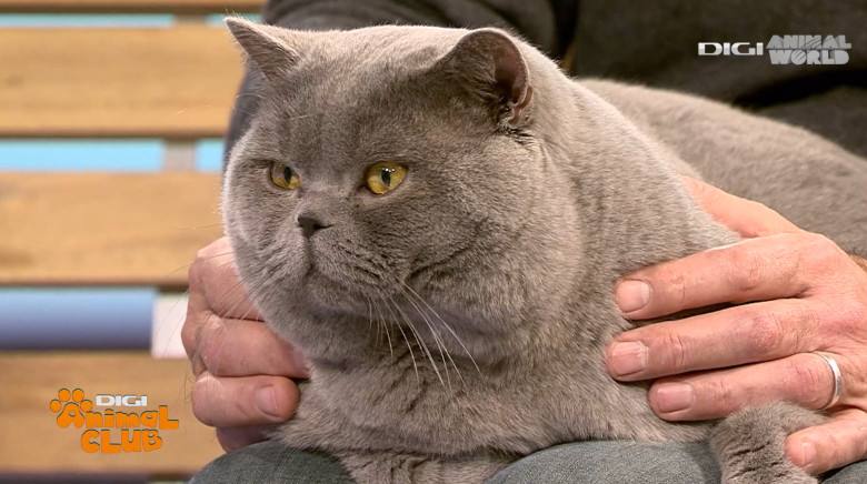 Digi Animal Club British Dumitriu - Pisicile mame 3