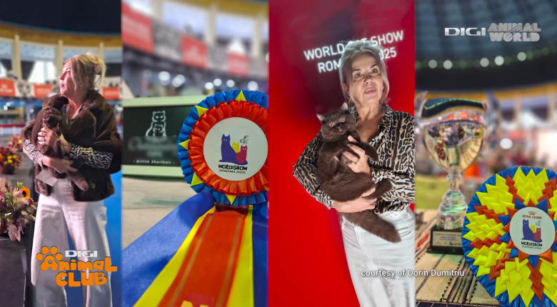 Digi Animal Club British Dumitriu - Pisicile mame 4