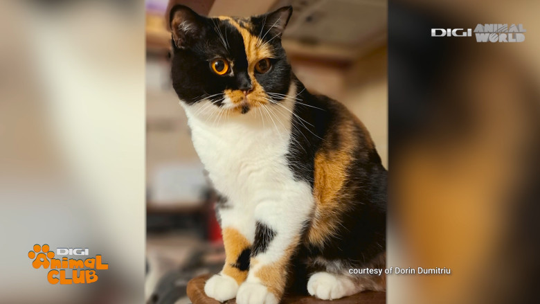 Digi Animal Club British Dumitriu - Pisicile mame 8