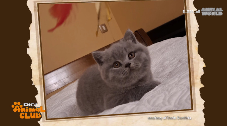 Digi Animal Club British Dumitriu - Pisicile mame 5