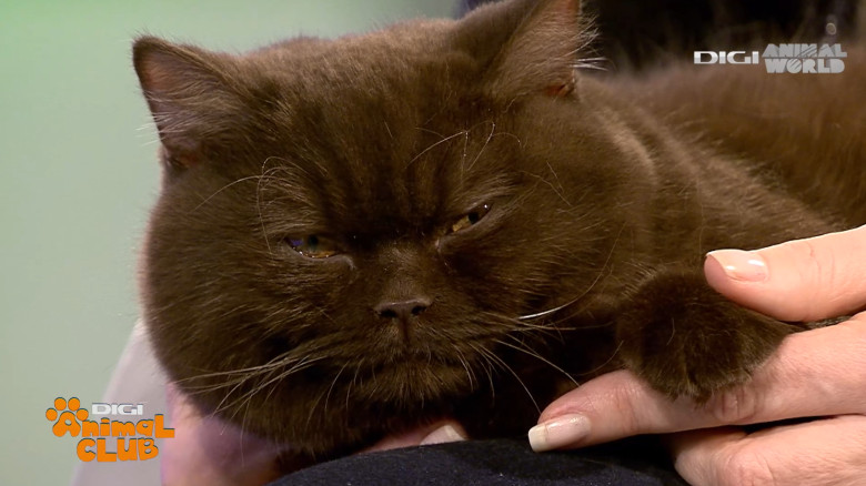 Digi Animal Club British Dumitriu - Pisicile mame 6