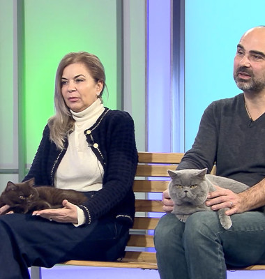 Digi Animal Club British Dumitriu - Pisicile mame 7