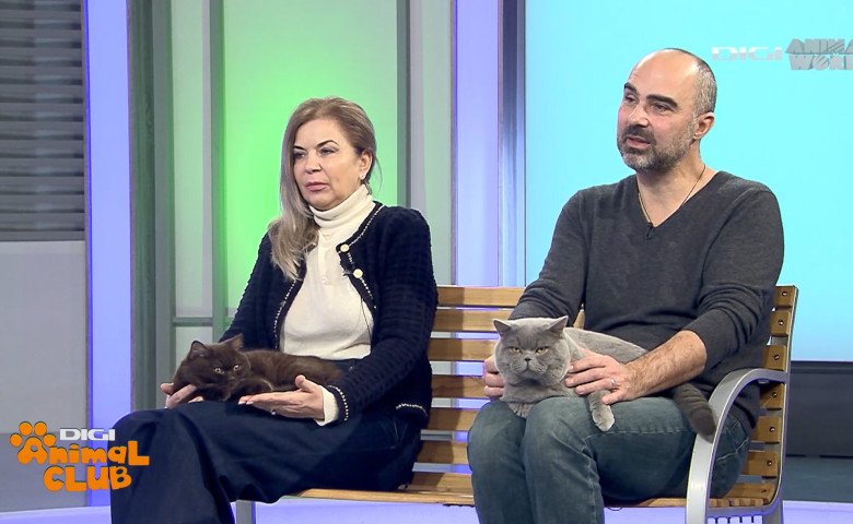 Digi Animal Club British Dumitriu - Pisicile mame 7