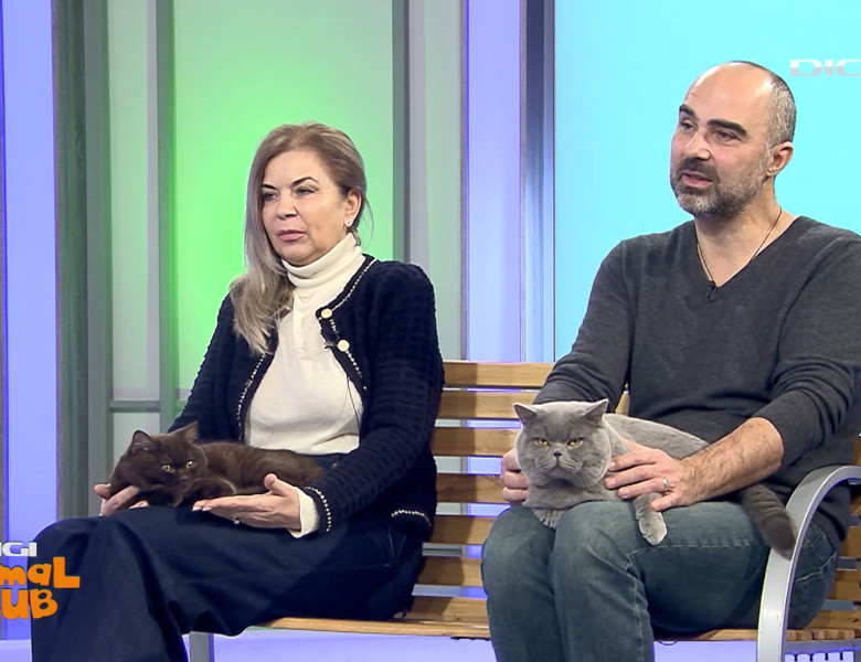 Digi Animal Club British Dumitriu - Pisicile mame 7