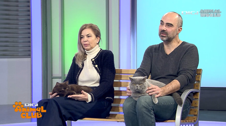 Digi Animal Club British Dumitriu - Pisicile mame 7