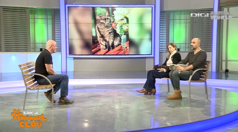 Digi Animal Club British Dumitriu - Pisicile mame 12