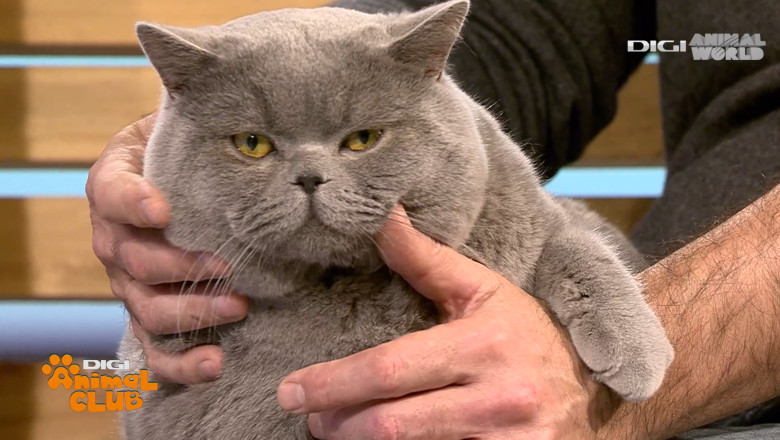 Digi Animal Club British Dumitriu - Pisicile mame 9