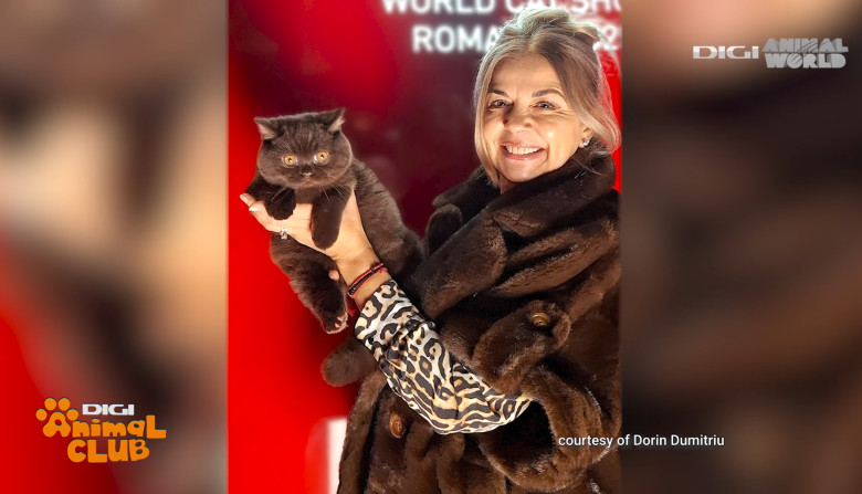 Digi Animal Club British Dumitriu - Pisicile mame 10