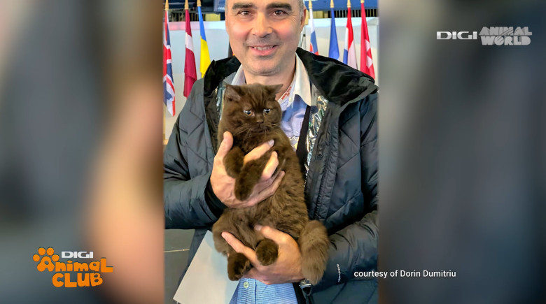 Digi Animal Club British Dumitriu - Pisicile mame 11