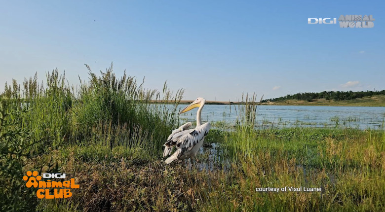 Digi Animal Club Animalele din zona urbana Visul Luanei 4