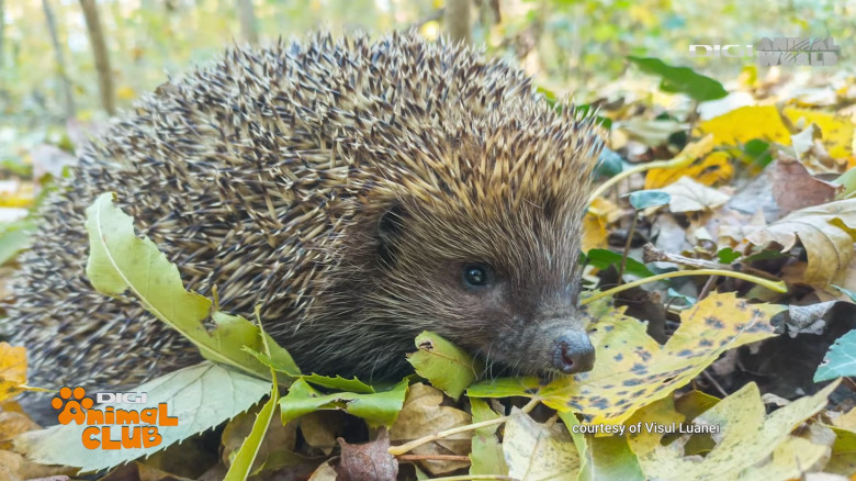 Digi Animal Club Animalele din zona urbana Visul Luanei 6