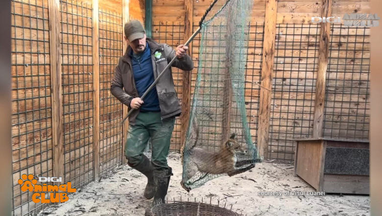 Digi Animal Club Animalele din zona urbana Visul Luanei 11