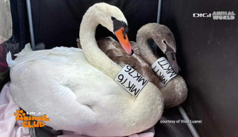 Digi Animal Club Animalele din zona urbana Visul Luanei 9