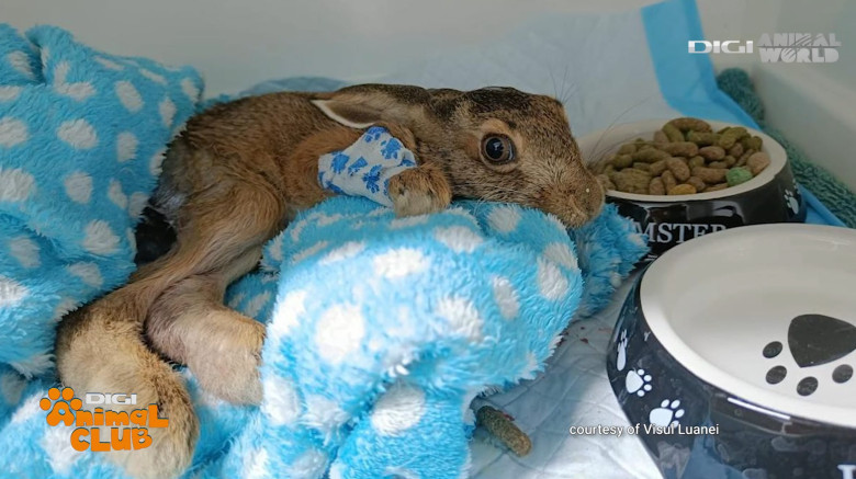 Digi Animal Club Animalele din zona urbana Visul Luanei 10