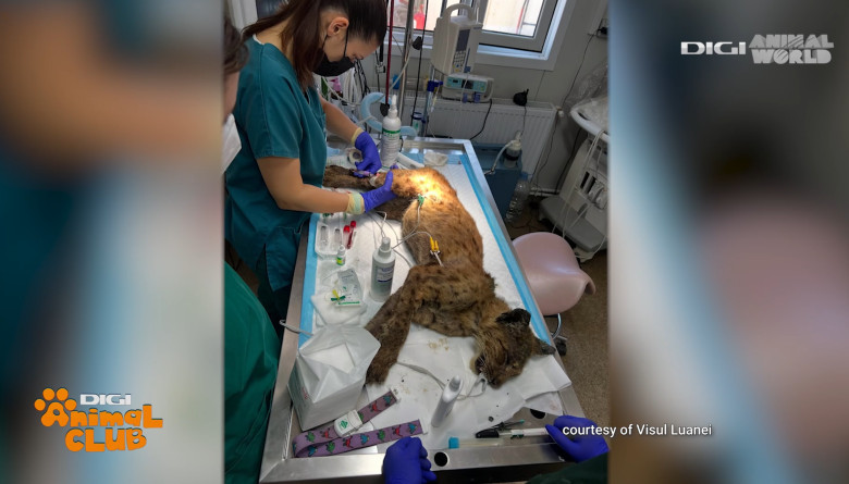 Digi Animal Club Animalele din zona urbana Visul Luanei 12