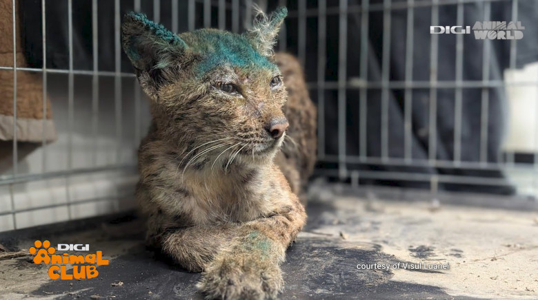 Digi Animal Club Animalele din zona urbana Visul Luanei 13