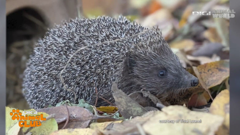 Digi Animal Club Animalele din zona urbana Visul Luanei 17