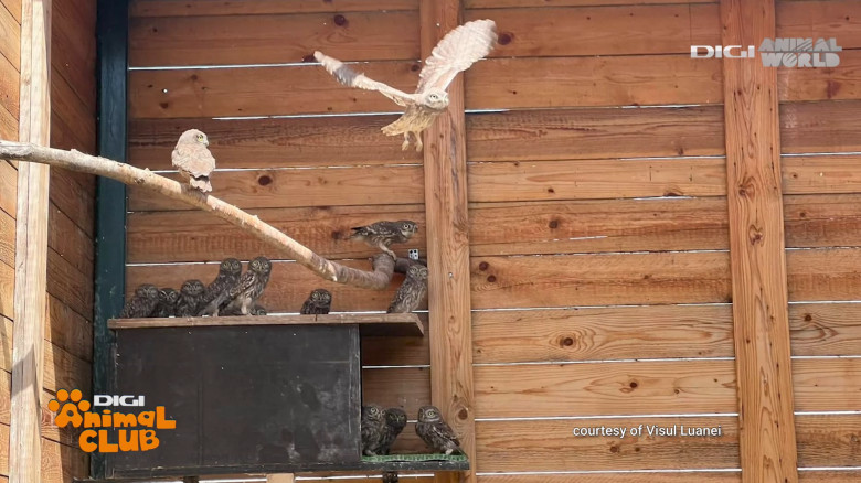 Digi Animal Club Animalele din zona urbana Visul Luanei 15