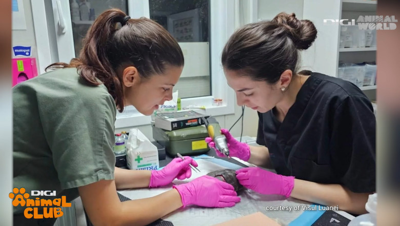 Digi Animal Club Animalele din zona urbana Visul Luanei 16